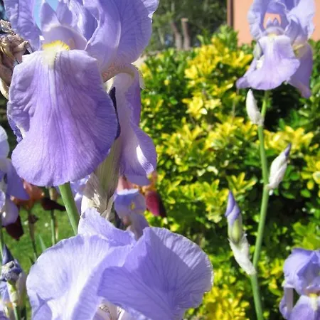 Bed & Breakfast Il Casale Dell'ara Delle Rose