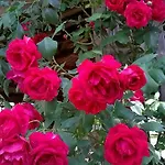 Il Casale Dell'ara Delle Rose Roma