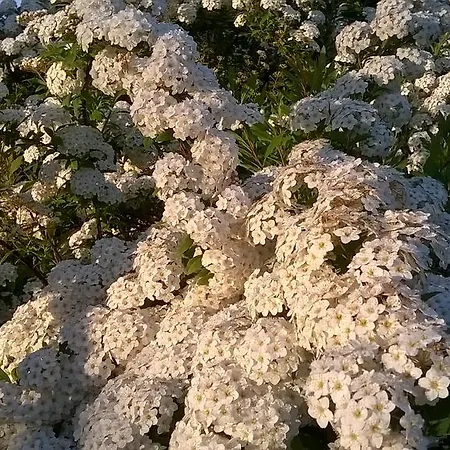 Il Casale Dell'ara Delle Rose * רומא