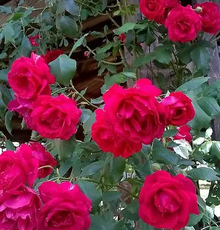 Il Casale Dell'ara Delle Rose רומא