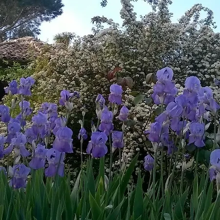 לינה וארוחת בוקר Il Casale Dell'ara Delle Rose רומא